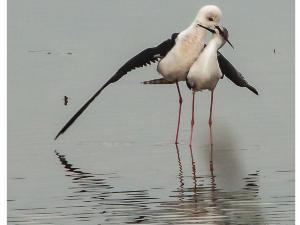 S�duire au bord de l'eau