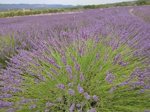  Le � Lavande Tour