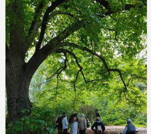 Entrelacs entre arbres