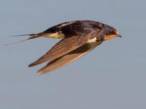 Le retour des hirondelles