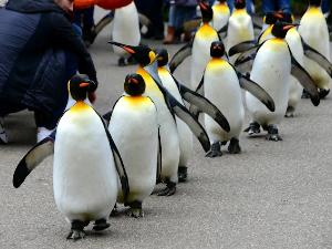 Zoo de B�les
