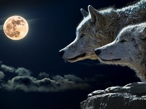 soire  loup garou de Thiercellieux