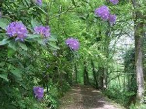 Rando circuit des rhododendrons d' Apremont 60300