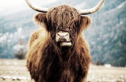 Rando  Vaches Highland.. de Lozeron