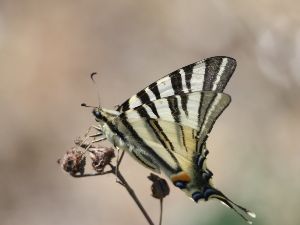 Sortie nature dcouverte des papillons