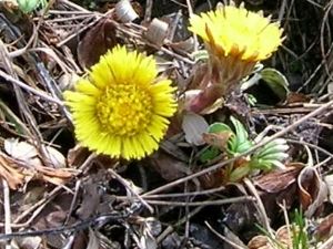 Randonne et Dcouverte Flore 