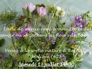 Sortie nature autour des fleurs de Bach