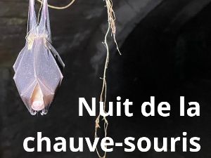 La nuit de la chauve-souris