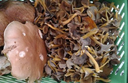 Sortie champignon et balade (En Normandie )
