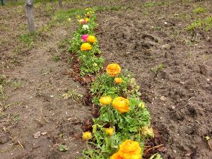 Jardinage au jardin partag d'Olivet