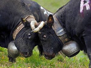 combat vaches race d'Hrens 