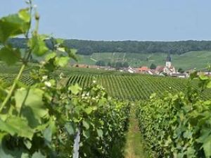 Marche dans les vignes 