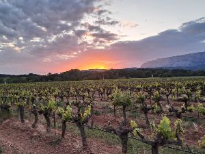 Afterwork dans les vignes 