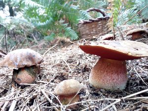 Balade dcouverte des champignons