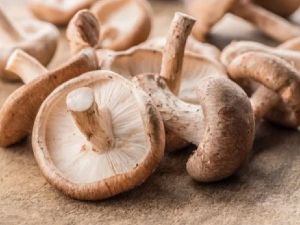 Visite exploitation de spiruline et champignons 