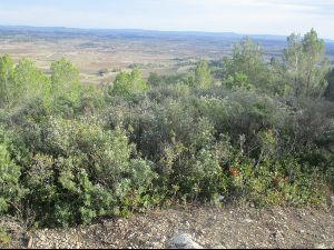 Le Pech de Bize-Minervois