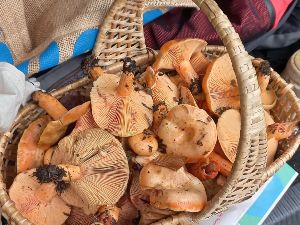 Balade du matin/champignons