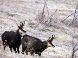 Le rut du chamois - La  Dle (Jura Suisse)