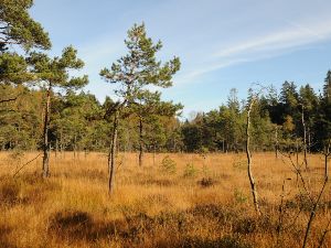 L'automne  Laleu Colline