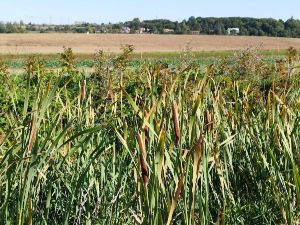 Randonne Bivre et Plateau de Saclay