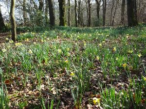 randonne 14.4 km Pourville Les jonquilles