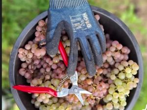 Vendanges prs de Villers-la-Ville 