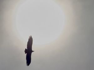 Rando-photo : Vautours au Belv�d�re-du-Diable