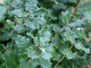 Plantation d'une for�t � Ploudiry (29)