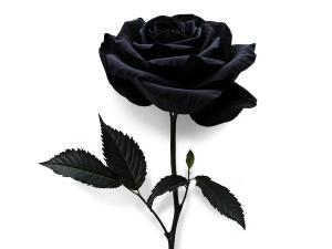 la rose noire