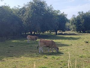 Marche Halage  Auvelais + Etang de Mornimont 