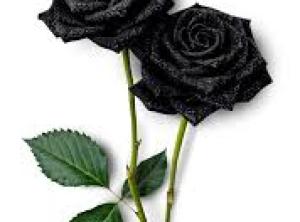 la rose noire