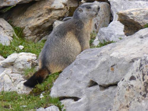 Marmotte